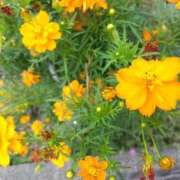 ヒメ日記 2025/10/02 08:54 投稿 しのぶ 千姫(道後)