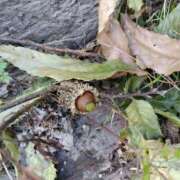 ヒメ日記 2025/10/14 08:00 投稿 しのぶ 千姫(道後)