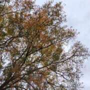 ヒメ日記 2025/11/18 07:00 投稿 しのぶ 千姫(道後)