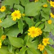 ヒメ日記 2025/11/19 13:34 投稿 しのぶ 千姫(道後)