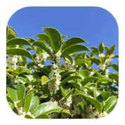 ヒメ日記 2025/11/24 14:07 投稿 しのぶ 千姫(道後)