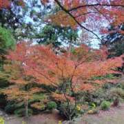 ヒメ日記 2025/11/29 10:02 投稿 しのぶ 千姫(道後)