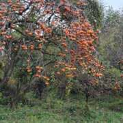 ヒメ日記 2025/11/29 15:28 投稿 しのぶ 千姫(道後)