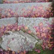 ヒメ日記 2025/12/02 09:16 投稿 しのぶ 千姫(道後)