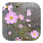 ヒメ日記 2025/12/09 12:23 投稿 しのぶ 千姫(道後)