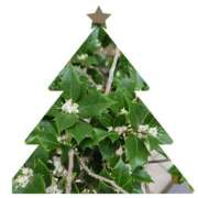 ヒメ日記 2025/12/23 09:51 投稿 しのぶ 千姫(道後)