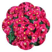 ヒメ日記 2025/12/28 07:00 投稿 しのぶ 千姫(道後)