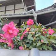 ヒメ日記 2026/01/03 00:00 投稿 しのぶ 千姫(道後)