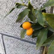 ヒメ日記 2026/01/08 07:00 投稿 しのぶ 千姫(道後)