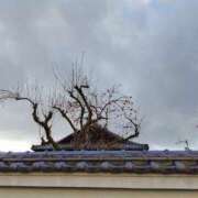 ヒメ日記 2026/01/09 07:30 投稿 しのぶ 千姫(道後)