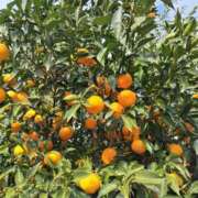 ヒメ日記 2026/01/28 09:00 投稿 しのぶ 千姫(道後)