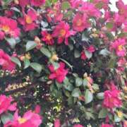 ヒメ日記 2026/02/01 07:00 投稿 しのぶ 千姫(道後)