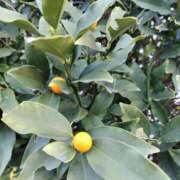 ヒメ日記 2026/02/07 10:31 投稿 しのぶ 千姫(道後)