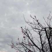 ヒメ日記 2026/02/09 08:30 投稿 しのぶ 千姫(道後)