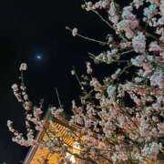 ヒメ日記 2026/02/28 06:00 投稿 しのぶ 千姫(道後)