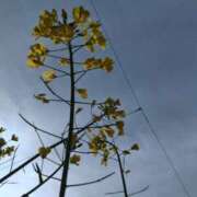 ヒメ日記 2026/03/07 12:43 投稿 しのぶ 千姫(道後)