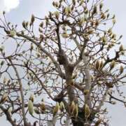 ヒメ日記 2026/03/09 08:00 投稿 しのぶ 千姫(道後)