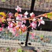 ヒメ日記 2026/03/16 07:30 投稿 しのぶ 千姫(道後)