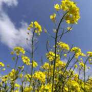 ヒメ日記 2026/03/17 12:18 投稿 しのぶ 千姫(道後)