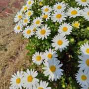 ヒメ日記 2026/03/17 14:25 投稿 しのぶ 千姫(道後)