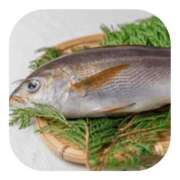 ヒメ日記 2026/03/23 14:57 投稿 しのぶ 千姫(道後)