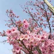 ヒメ日記 2026/03/30 12:26 投稿 しのぶ 千姫(道後)