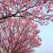 ヒメ日記 2026/04/02 06:00 投稿 しのぶ 千姫(道後)