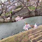 ヒメ日記 2026/04/03 06:00 投稿 しのぶ 千姫(道後)