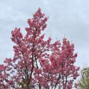 ヒメ日記 2026/04/04 07:00 投稿 しのぶ 千姫(道後)