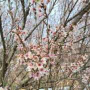 ヒメ日記 2026/04/04 09:33 投稿 しのぶ 千姫(道後)