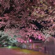 ヒメ日記 2026/04/07 11:40 投稿 しのぶ 千姫(道後)