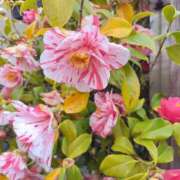 ヒメ日記 2026/04/08 07:30 投稿 しのぶ 千姫(道後)