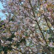 ヒメ日記 2026/04/10 07:01 投稿 しのぶ 千姫(道後)