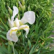 ヒメ日記 2026/04/13 06:00 投稿 しのぶ 千姫(道後)