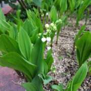 ヒメ日記 2026/04/17 05:00 投稿 しのぶ 千姫(道後)