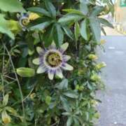 ヒメ日記 2026/05/20 07:00 投稿 しのぶ 千姫(道後)