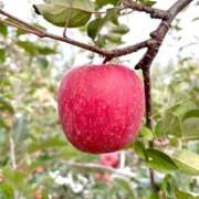 みやび 真っ赤な🍎 出会い系人妻ネットワーク 上野〜大塚編