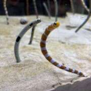 ヒメ日記 2025/11/06 19:53 投稿 平沢　みなみ NADIA京都店