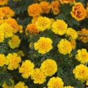 胡蝶 琴美 本日20時～ 横浜貴楼館