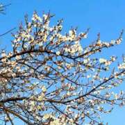 ヒメ日記 2026/01/20 00:11 投稿 胡蝶 琴美 横浜貴楼館