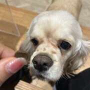 ヒメ日記 2025/12/11 21:30 投稿 ゆい 人妻倶楽部　ひまわり