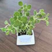 ヒメ日記 2025/09/03 05:10 投稿 ココ 石川小松ちゃんこ