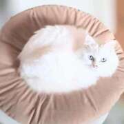 ヒメ日記 2025/09/06 09:13 投稿 ココ 石川小松ちゃんこ