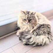 ヒメ日記 2025/09/12 10:37 投稿 ココ 石川小松ちゃんこ