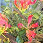 ヒメ日記 2025/10/07 07:39 投稿 ココ 石川小松ちゃんこ