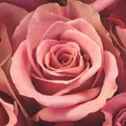 ヒメ日記 2025/11/28 12:35 投稿 ココ 石川小松ちゃんこ