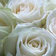 ヒメ日記 2025/12/10 00:39 投稿 ココ 石川小松ちゃんこ