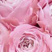 ヒメ日記 2025/12/11 14:39 投稿 ココ 石川小松ちゃんこ