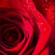 ヒメ日記 2026/01/06 00:09 投稿 ココ 石川小松ちゃんこ