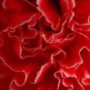 ヒメ日記 2026/01/06 12:49 投稿 ココ 石川小松ちゃんこ